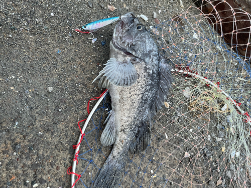 クロソイの釣果