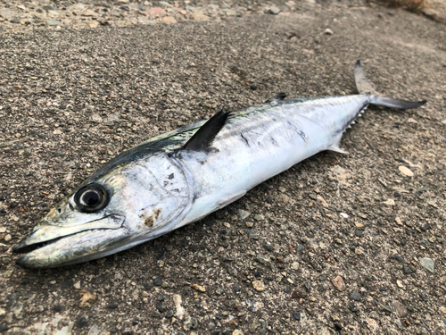 サゴシの釣果