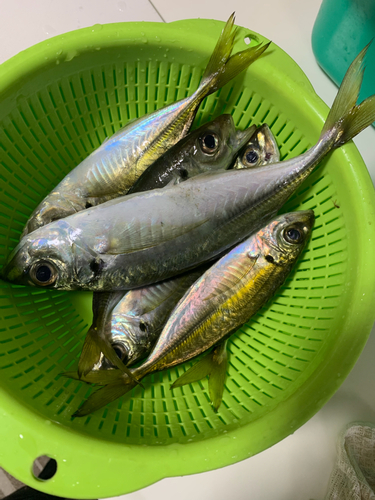 アジの釣果