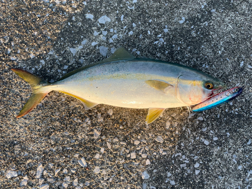 ヤズの釣果