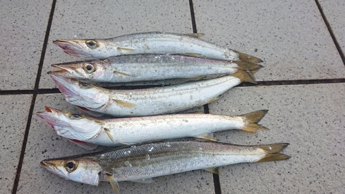 カマスの釣果