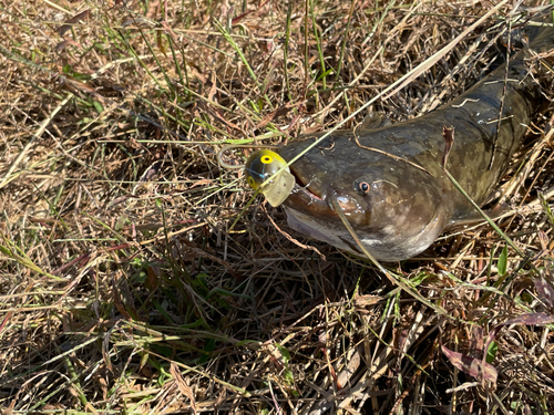 ナマズの釣果