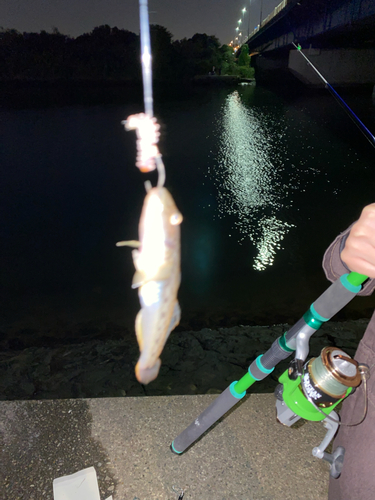 マハゼの釣果