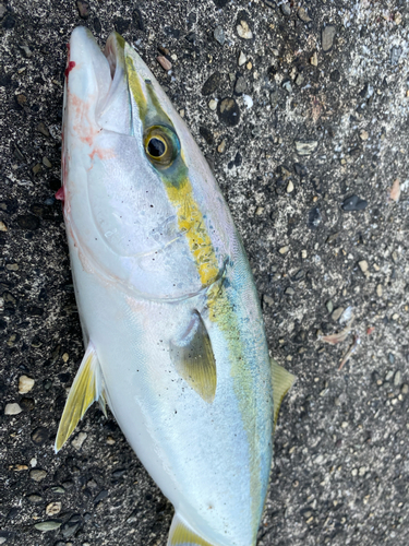 ハマチの釣果