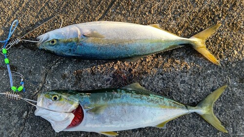 ツバスの釣果