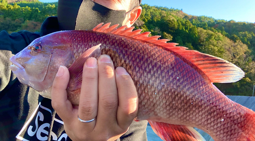 カンダイの釣果