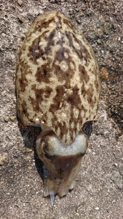 コウイカの釣果