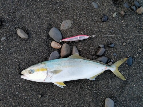 イナダの釣果