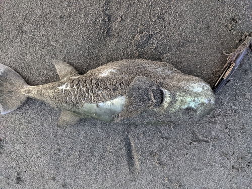 シロサバフグの釣果