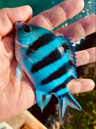 ロクセンスズメダイの釣果