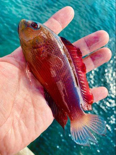 メギスの釣果