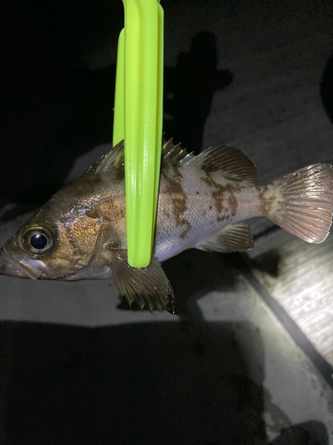 メバルの釣果