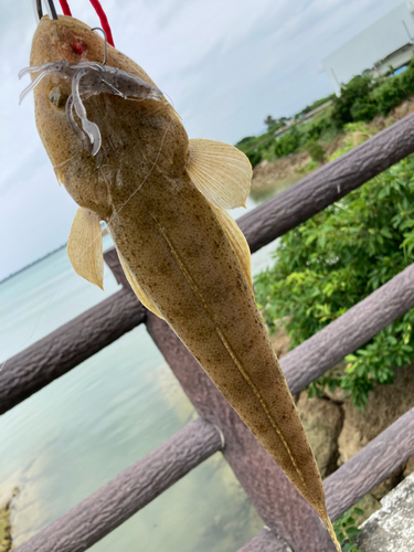 ミナミマゴチの釣果