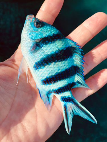 ロクセンスズメダイの釣果