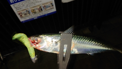 サバの釣果