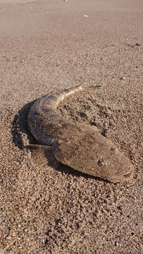 マゴチの釣果