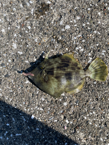 カワハギの釣果