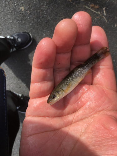 アブラハヤの釣果