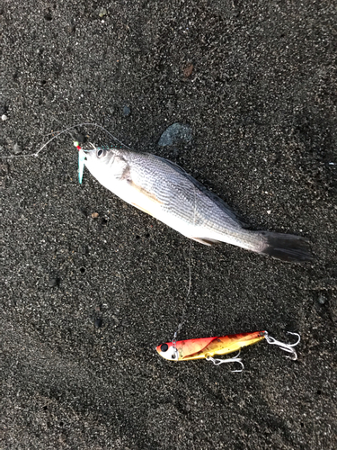 ニベの釣果