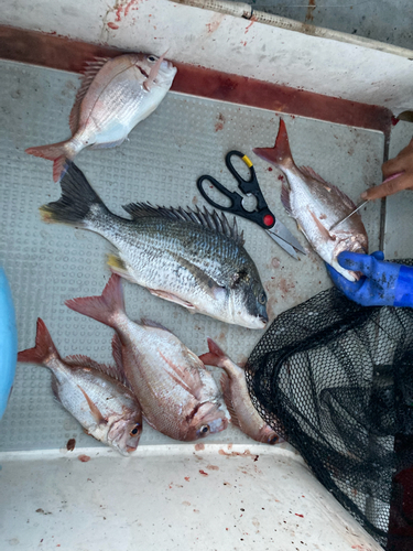 ハマチの釣果