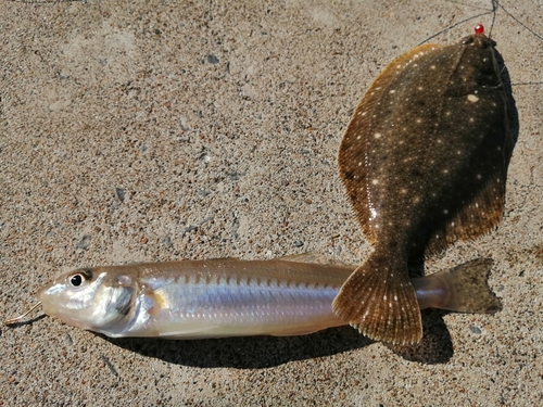 シロギスの釣果