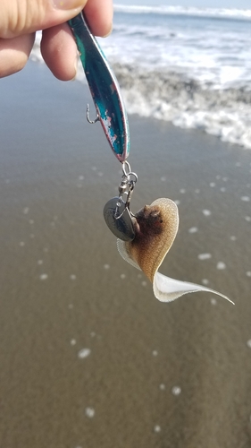 シタビラメの釣果