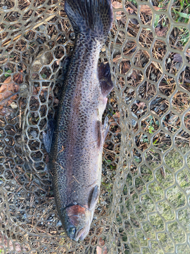 ニジマスの釣果