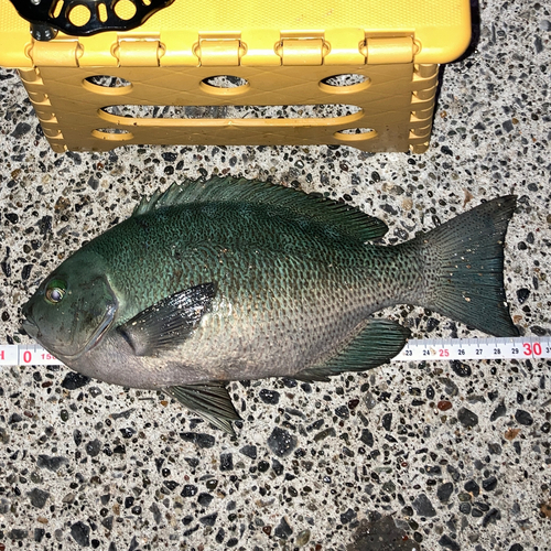 メジナの釣果