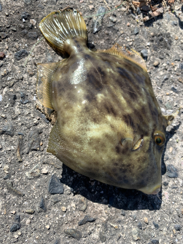 カワハギの釣果