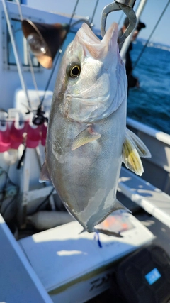 カンパチの釣果