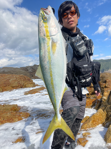 ハマチの釣果