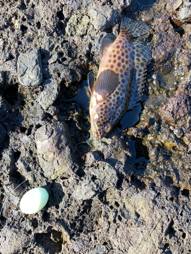 オオモンハタの釣果