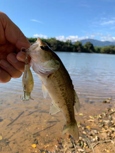 ラージマウスバスの釣果