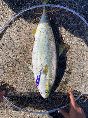 ハマチの釣果