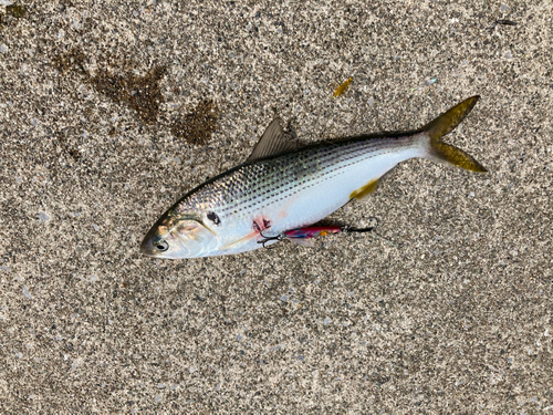 コノシロの釣果