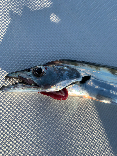 タチウオの釣果