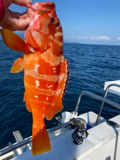 アカハタの釣果