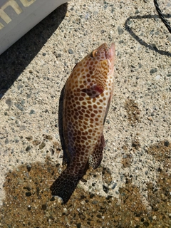 オオモンハタの釣果