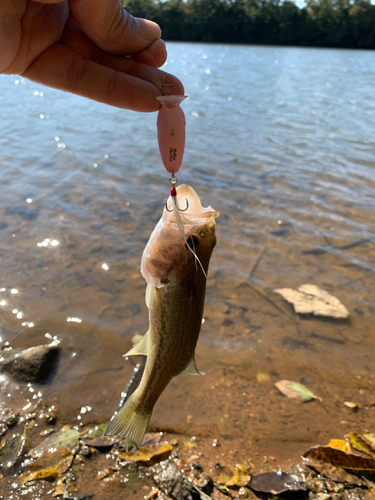 ラージマウスバスの釣果