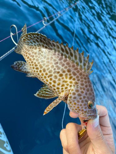 オオモンハタの釣果