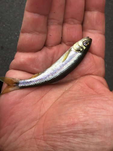 カワムツの釣果