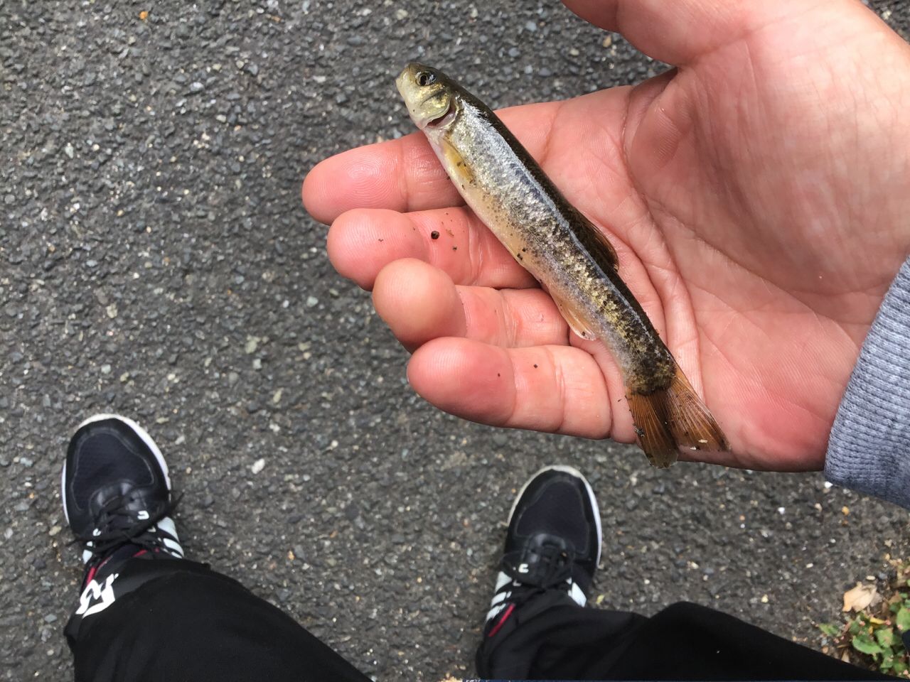 アブラハヤ