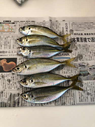 アジの釣果