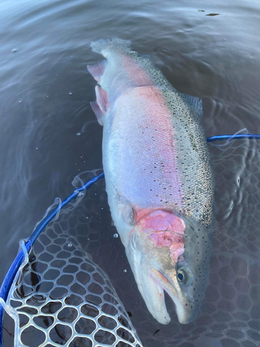 スチールヘッドの釣果