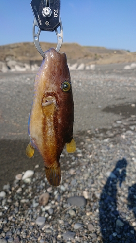 キタマクラの釣果