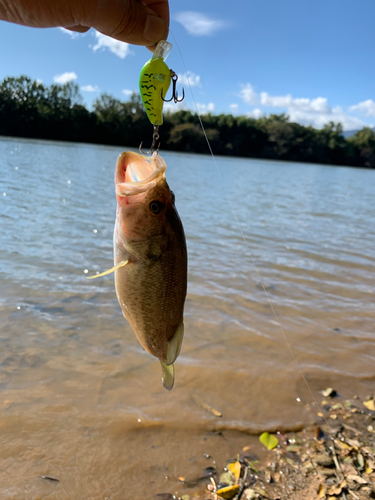 ラージマウスバスの釣果