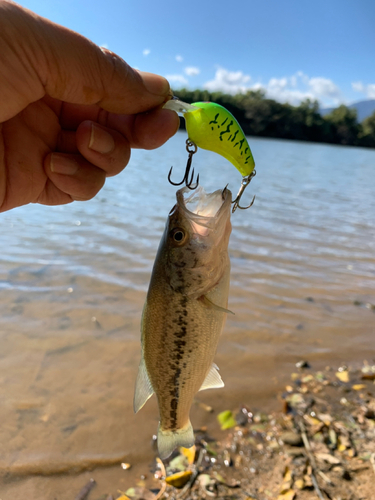 ラージマウスバスの釣果