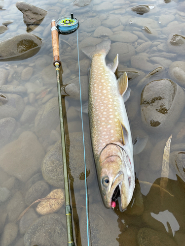 アメマスの釣果