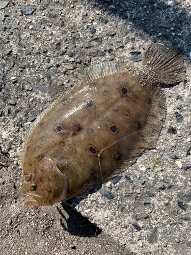 ガンゾウビラメの釣果