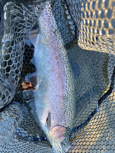 ニジマスの釣果